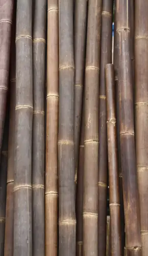 Product image of the product “Bamboo „Wulung“ Gigantochloa atroviolacea, brown-black,6-8 cm, 600 cm L ”