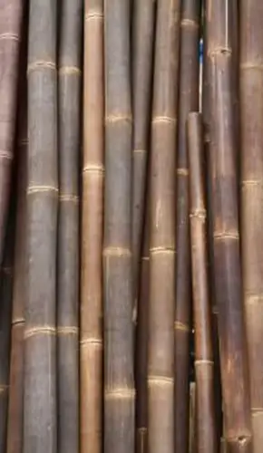Product image of the product “Bamboo „Petung“ Dendrocalamus asper, yellow-brown,8-11 cm, 300 cm L ”