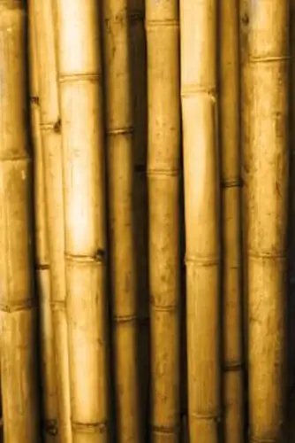 Product image of the product “Bamboo „Petung“ Dendrocalamus asper, yellow-brown, 8-11 cm 400 cm L ”