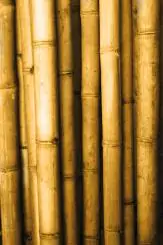 Product image of the product “Bamboo, apus 