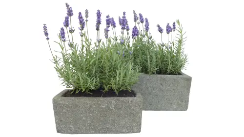 Product image of the product “Rectangular vessel, of basanite ”