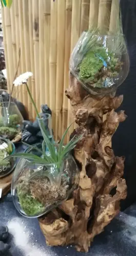 Product image of the product “Driftwood with 2 glasses 12 and 15cm. The 15cm Glass is on the bottom and the 12 cm on top of the wood. ”