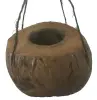  Product image 2 of the product “3/4 Coconutfruit as flowerpot with black string to hang, the opening is about 10cm deep ”