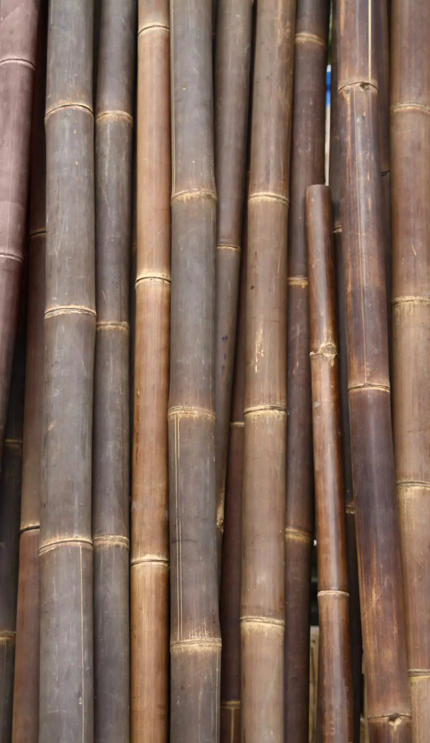  Product image 1 of the product “Bamboo „Wulung“ Gigantochloa atroviolacea,