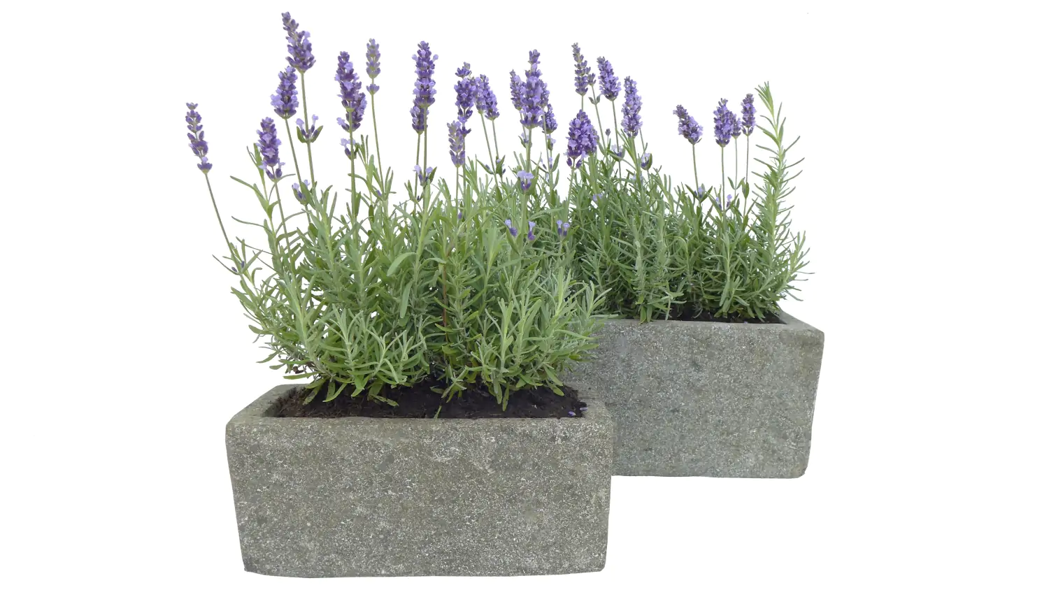  Product image 1 of the product “Rectangular vessel, of basanite ”